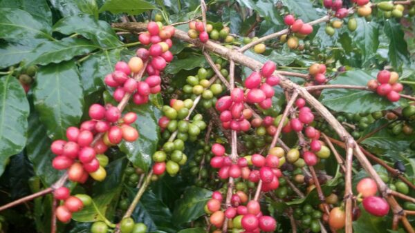 Coffee Cherries ripe and unripe