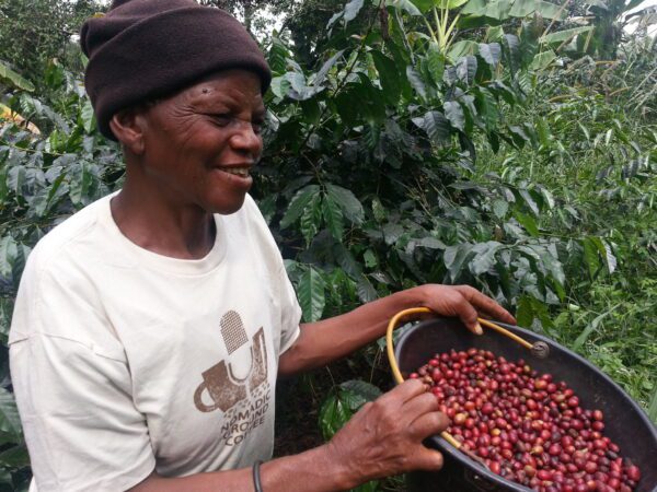 Harvested Coffee Cherries