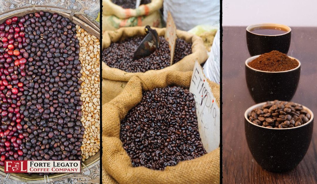 The Journey of a Coffee Bean from Harvest to Cup