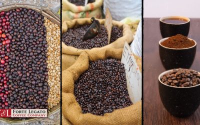 The Journey of a Coffee Bean from Harvest to Cup