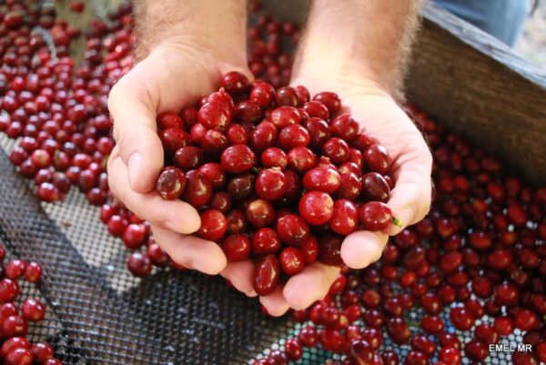 Colombia Cauca cherries in hands