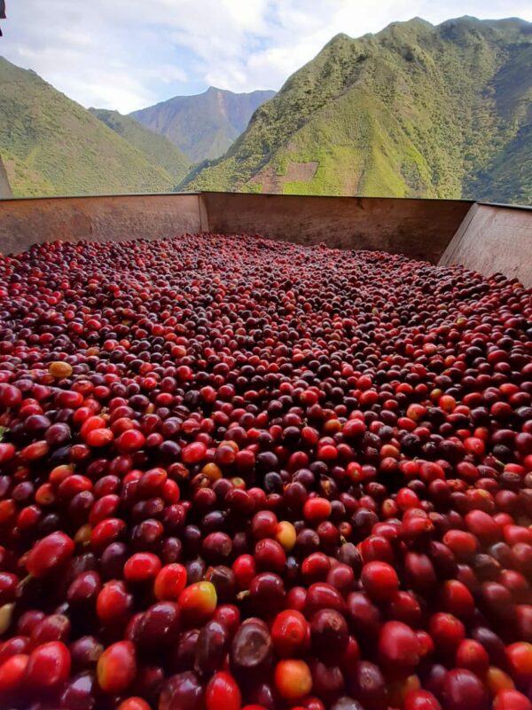 Colombia Cauca Cherries in wood container