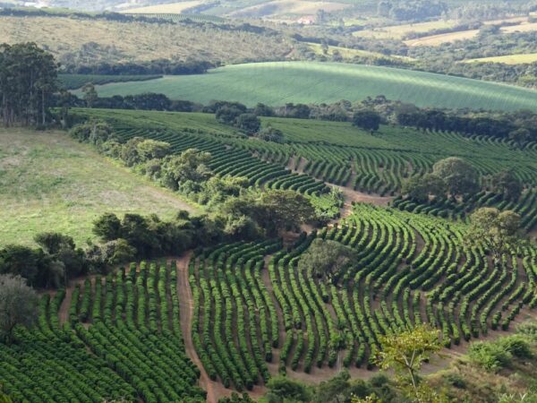 FAZENDA DO SALTO SUL DE MINAS, MINAS GERAIS, BRAZIL